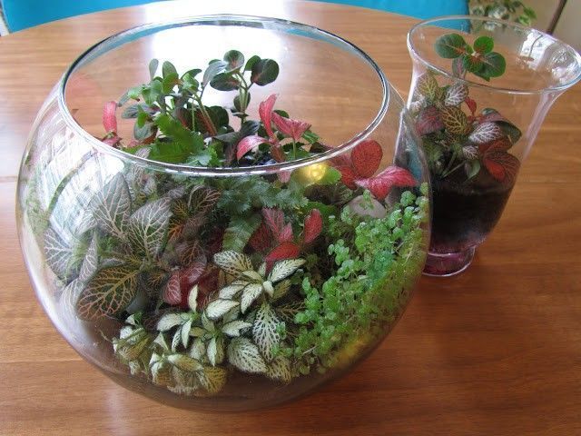 terrario DIY terrario DIY